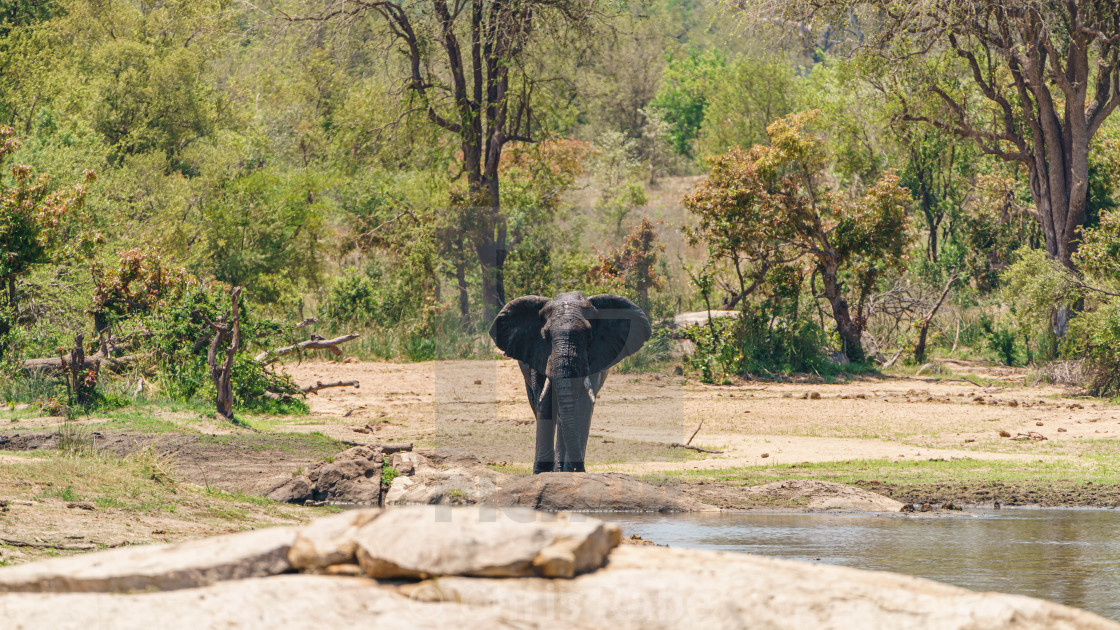 "A large solitary bull African Elephant (Loxodonta africana) approaching a..." stock image