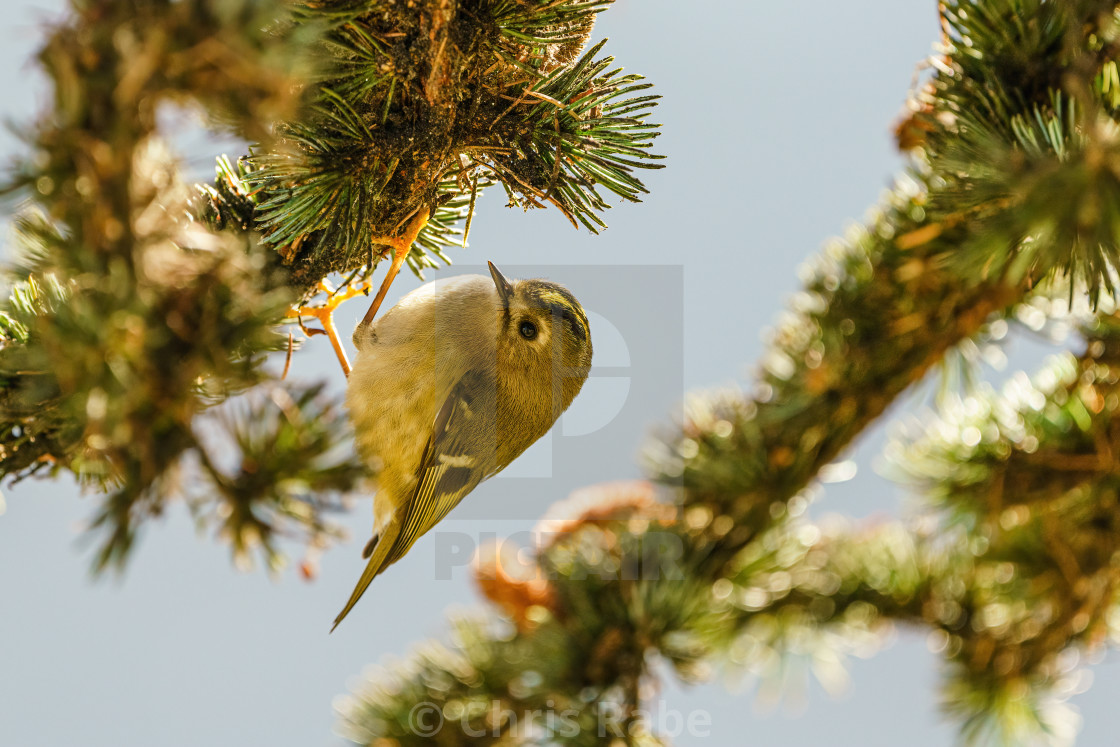 "Goldcrest (Regulus regulus) hainging from pine branch, taken in the UK" stock image