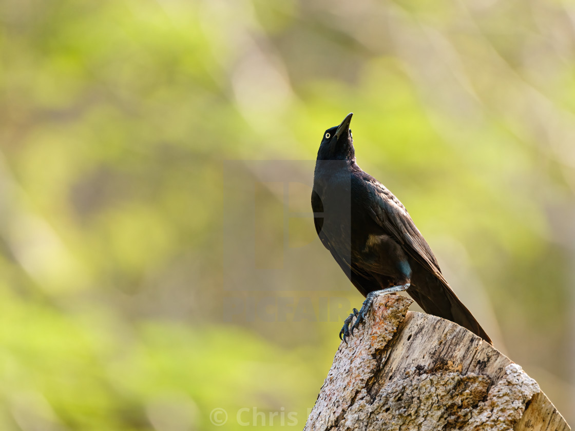 "Common Grackle (Quiscalus quiscula) standing proud on top of tree stump,..." stock image