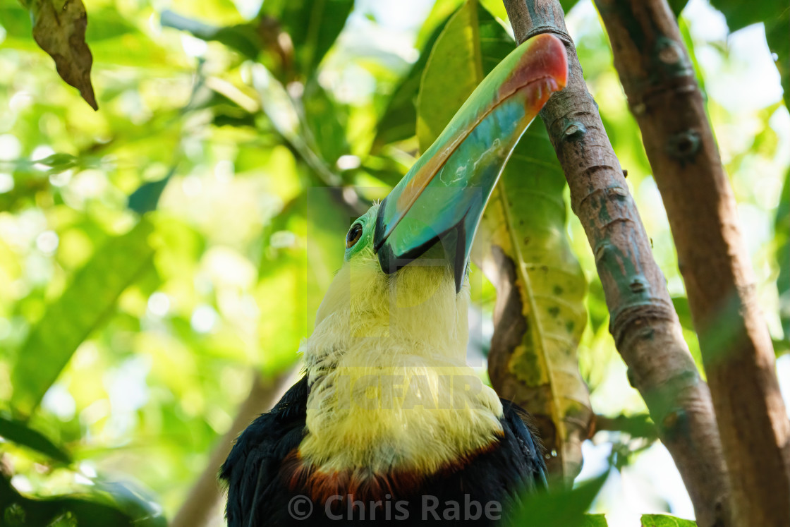 "Keel-billed Toucan (Ramphastos sulfuratus) from below in the shade of the..." stock image