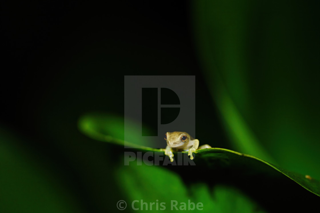 "Tiny baby frog sitting on a large plant macro close-up, taken in Costa Rica" stock image