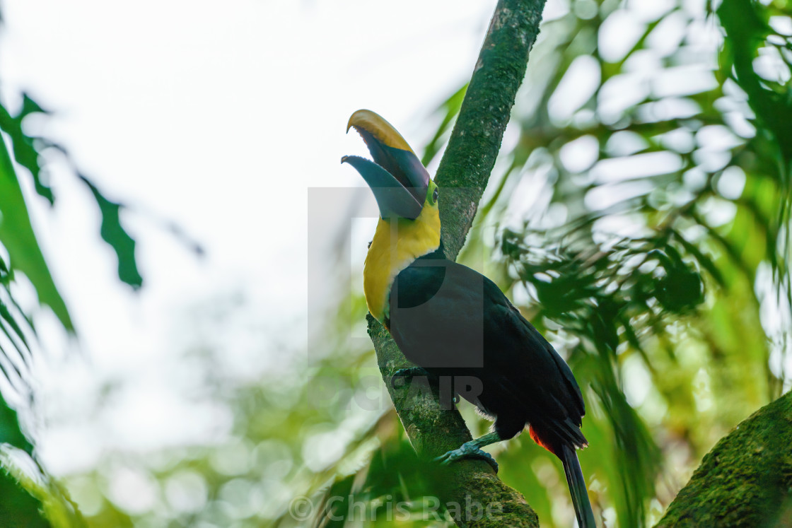 "Chestnut-mandibled Toucan (Ramphastos swainsonii) in a Costa Rican jungle" stock image