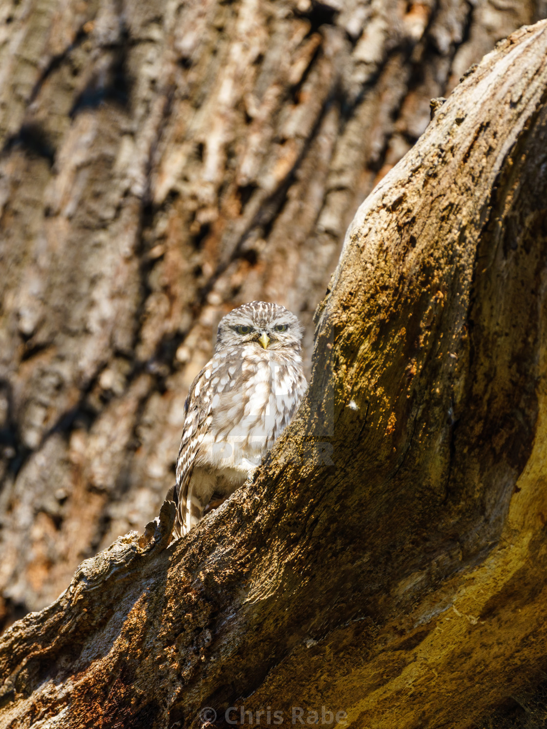 "Little Owl (Athene noctua) staring intently at camera, taken in England" stock image