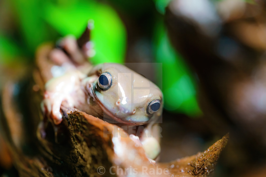 "White’s Tree Frog (Litoria caerulea) on a piece of wood" stock image