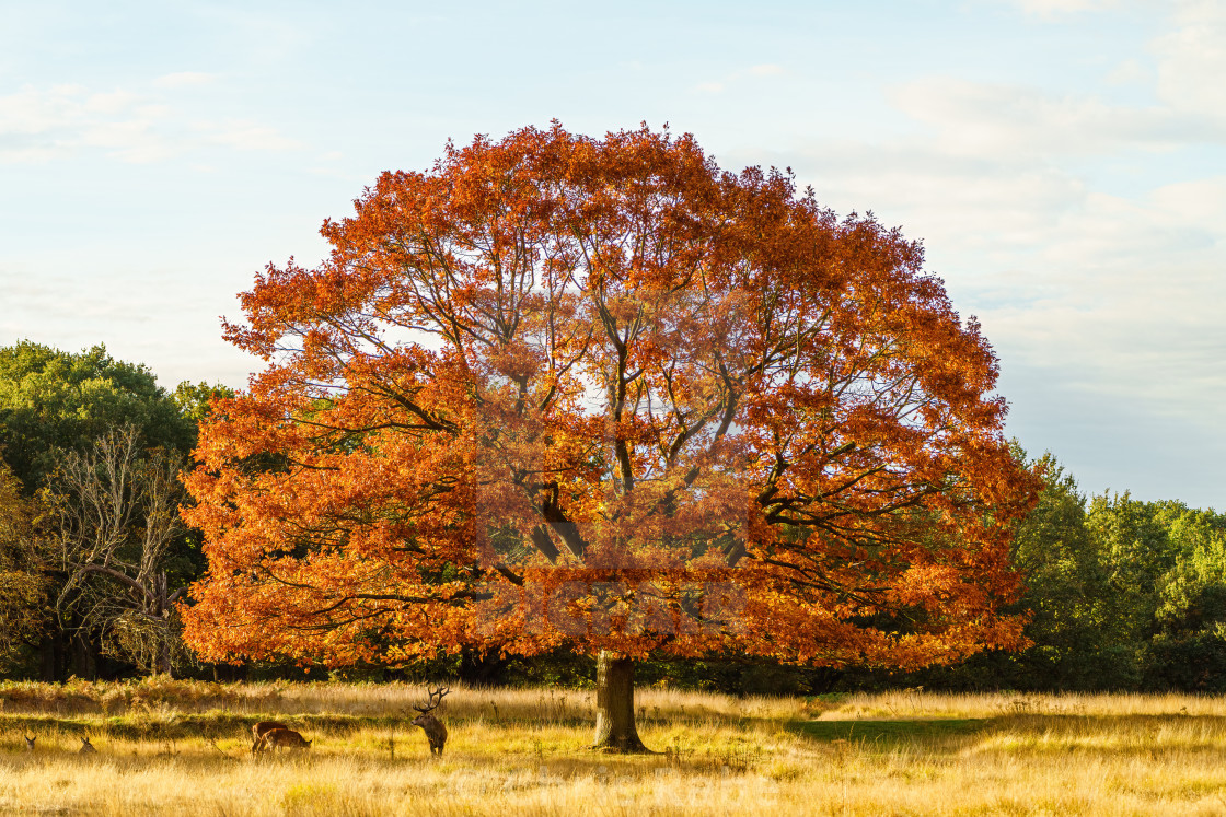 "Red deer (Cervus elaphus) stag and does under a beautiful red oak tree in..." stock image