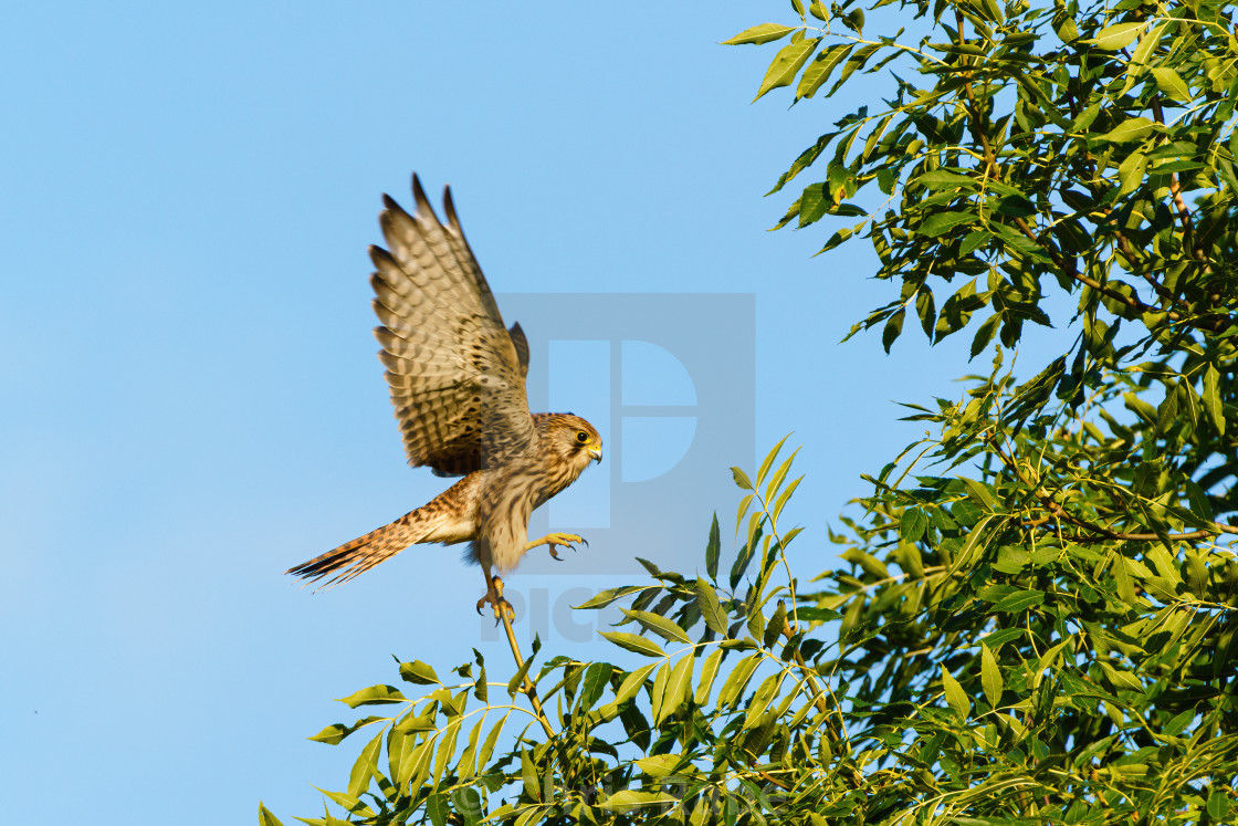 "Common Kestrel (Falco tinnunculus) struggling to maintain balance on a small..." stock image