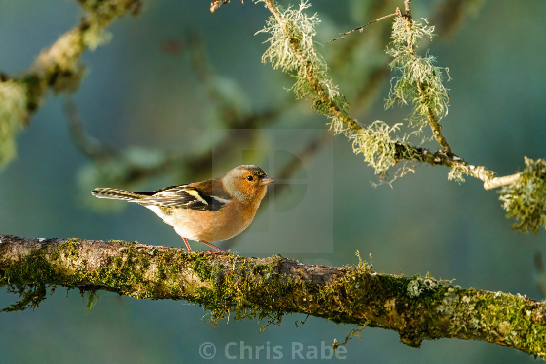 "Chaffinch perched on a branch as early morning light brightens it's colours,..." stock image