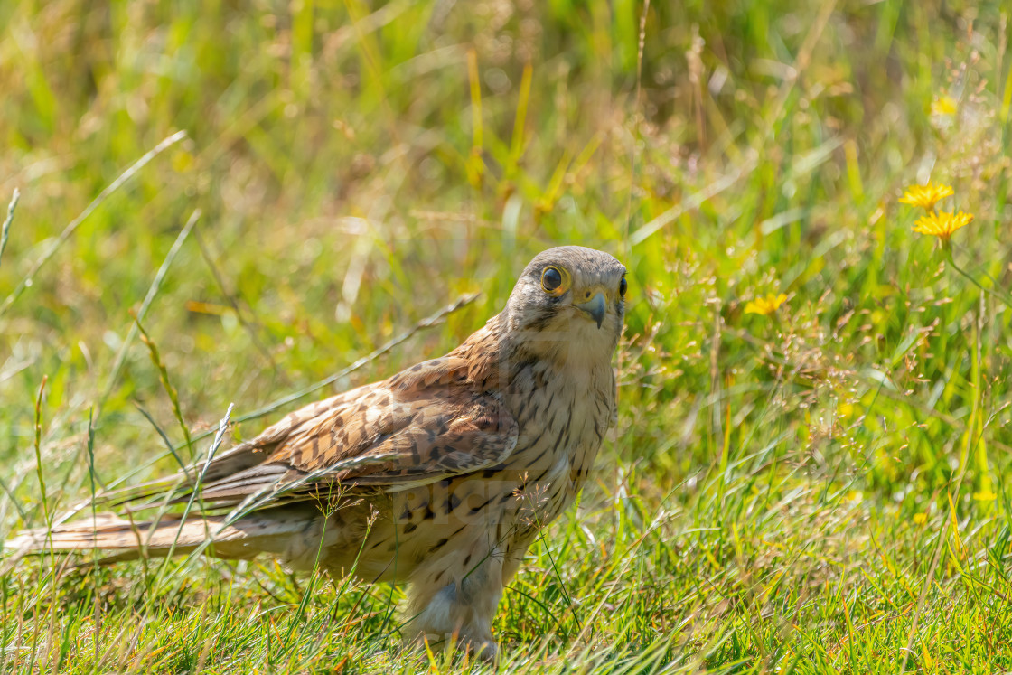 "Common Kestrel (Falco tinnunculus) Juvenile searching the ground for..." stock image