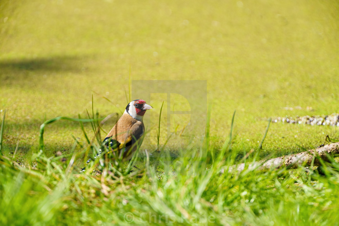 "European Goldfinch (Carduelis carduelis) in grass next to a pond in the UK" stock image