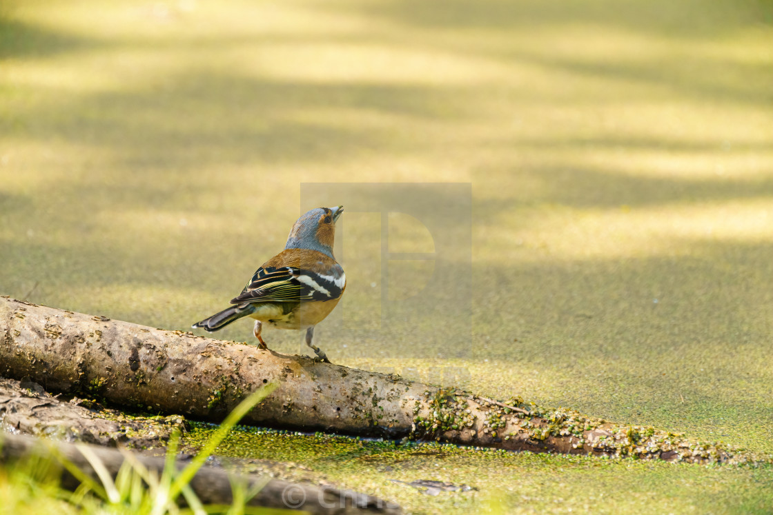 "Chaffinch (Fringilla coelebs) perched next too a green pond, taken in the UK" stock image