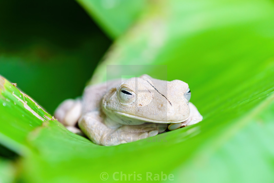 "Gladiator Tree Frog (Hypsiboas rosenbergi) close-up, taken in Costa Rica" stock image