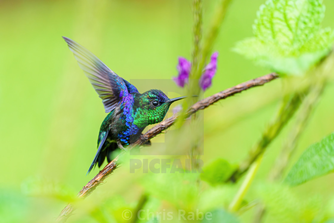 "violet-crowned woodnymph (Thalurania colombica colombica) stretching it's..." stock image