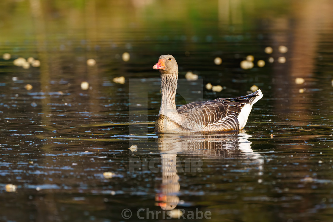 "Greylag Goose (Anser anser) on a pond, taken in England" stock image