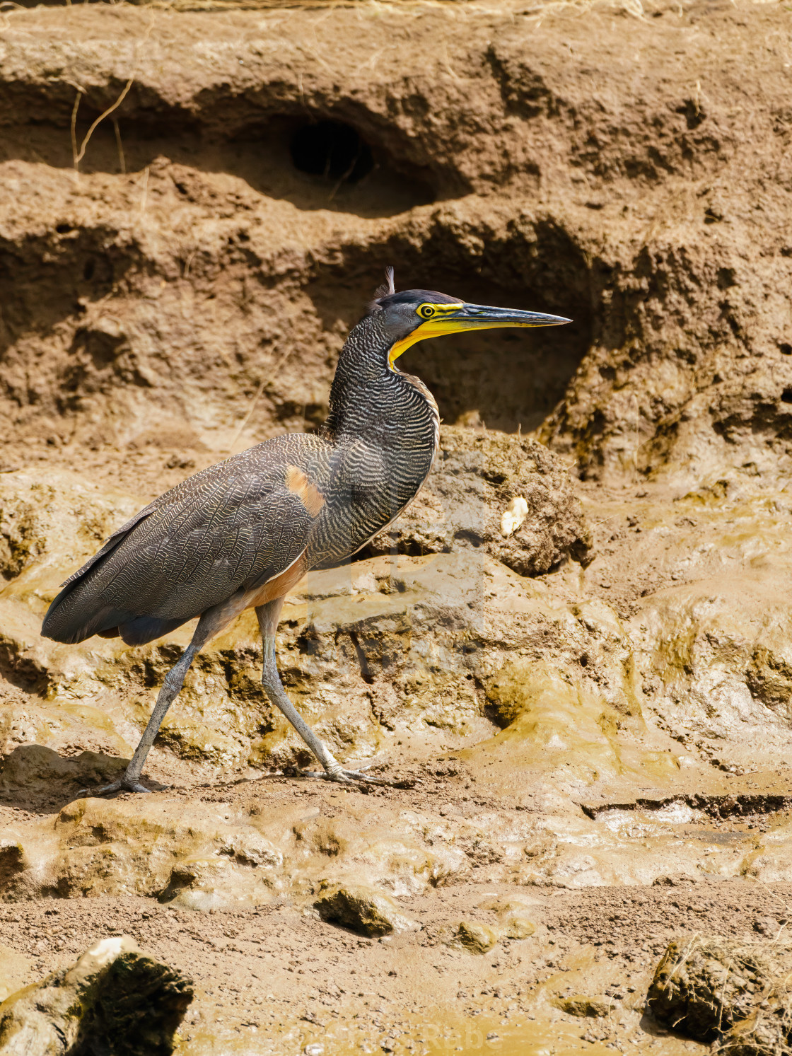 "Bare-throated Tiger Heron (Tigrisoma mexicanum) on a muddy riverbank in Costa..." stock image