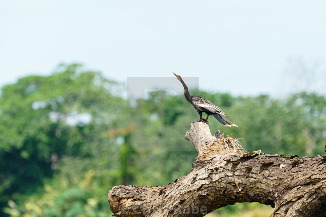 "Anhinga (Anhinga anhinga) perched on a fallen tree, taken in Costa Rica" stock image