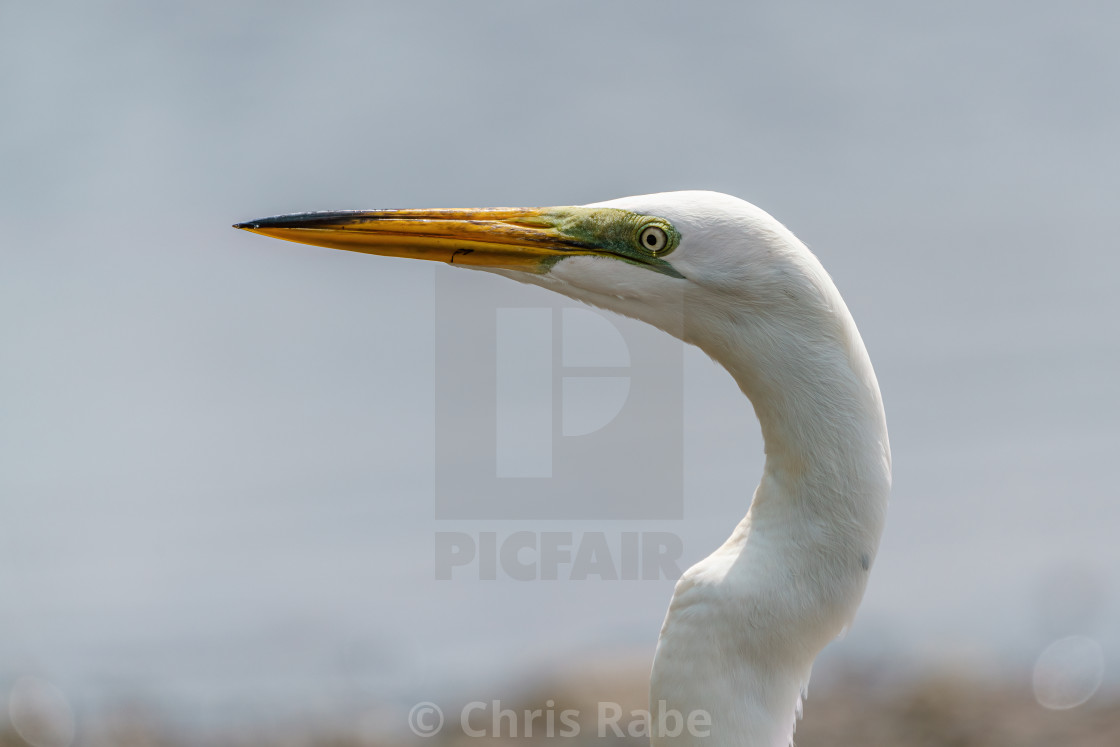 "Great Egret (Ardea alba) close-up of head, taken in Costa Rica" stock image