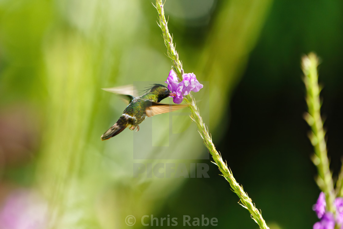 "Black-crested Coquette (Lophornis helenae) hummingbird, feeding, in Costa Rica" stock image