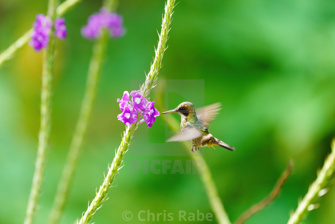 "Black-crested Coquette (Lophornis helenae) in flight, feeding, in Costa Rica" stock image