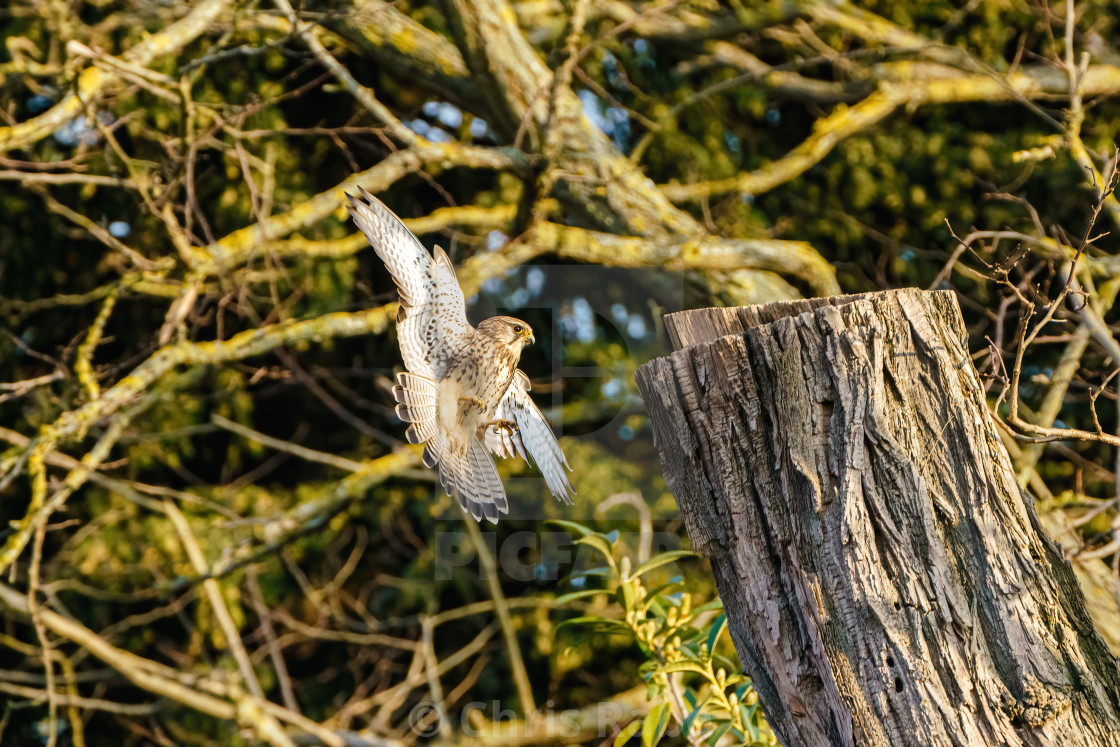 "Common Kestrel (Falco tinnunculus) flying towards a tree stump to land, taken..." stock image