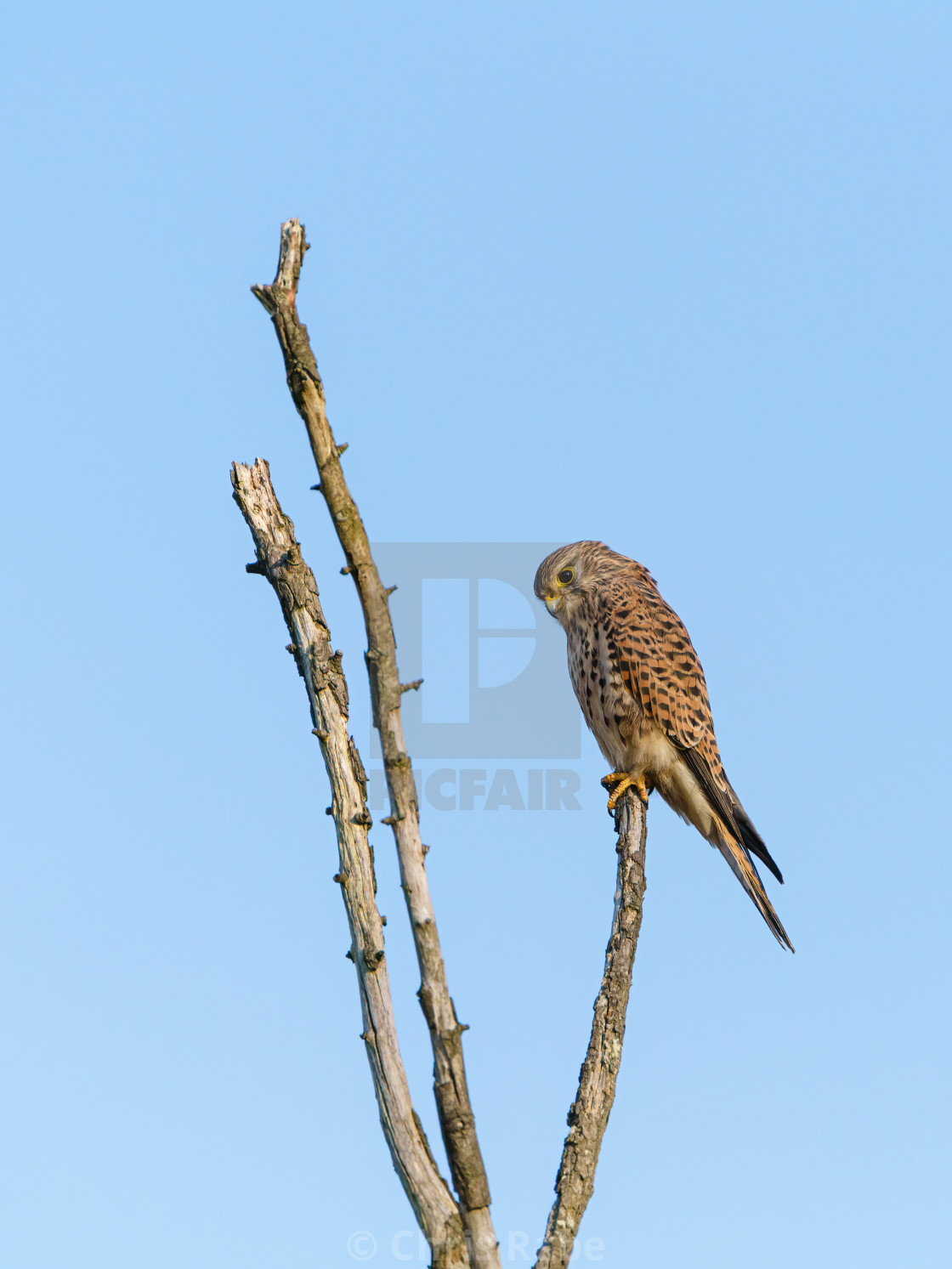 "Common Kestrel (Falco tinnunculus) perched atop a thin dead tree trunk, in..." stock image