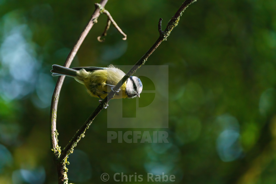 "Blue Tit (Cyanistes caeruleus) on a twig looking down, taken in the UK" stock image