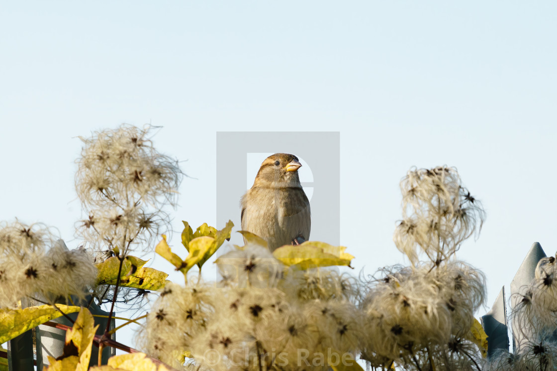 "House sparrow (Passer domesticus) perched among seeds of a bush, taken in the UK" stock image