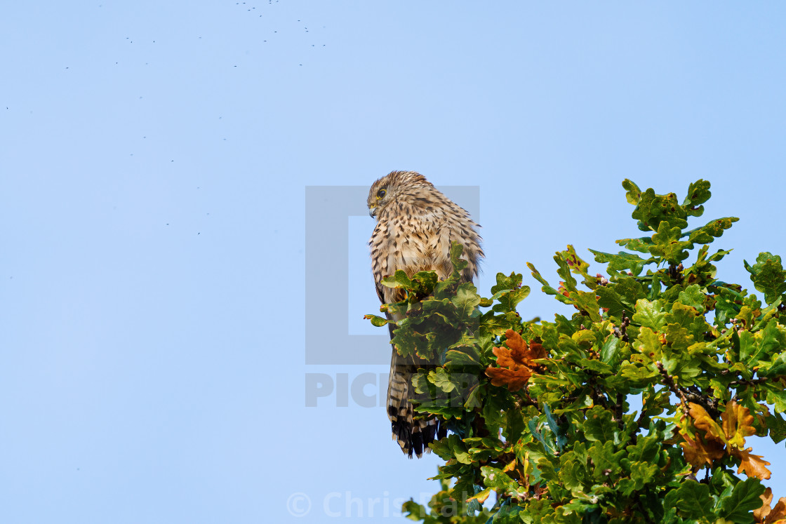 "Common Kestrel (Falco tinnunculus) sitting high in a tree searching for prey" stock image