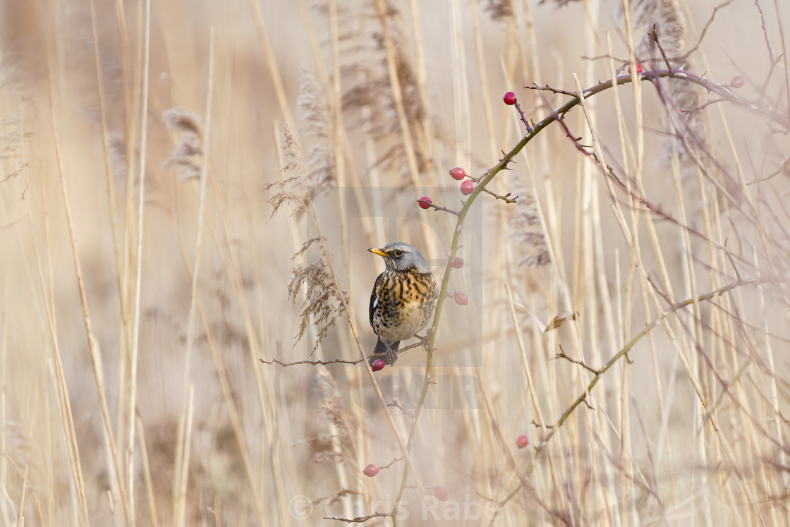 "Fieldfare (Turdus pilaris) sitting in a bush among long grass, taken in UK" stock image