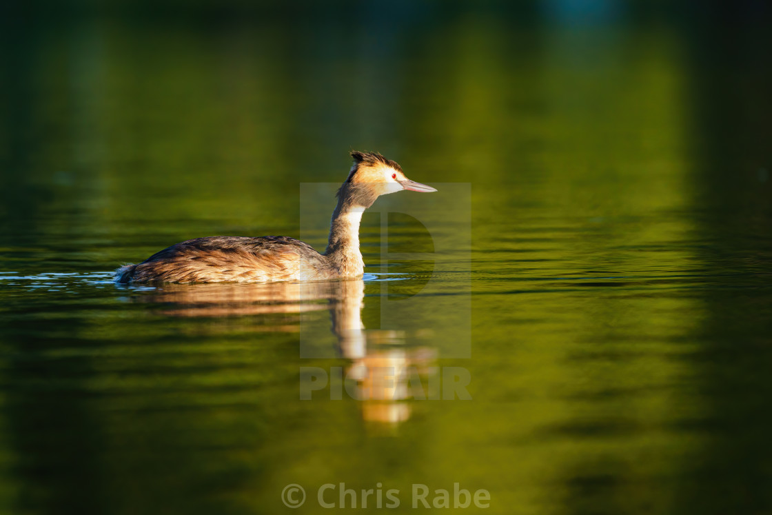 "Great Crested Grebe (Podiceps cristatus) swimming on a lake in soft morningli..." stock image