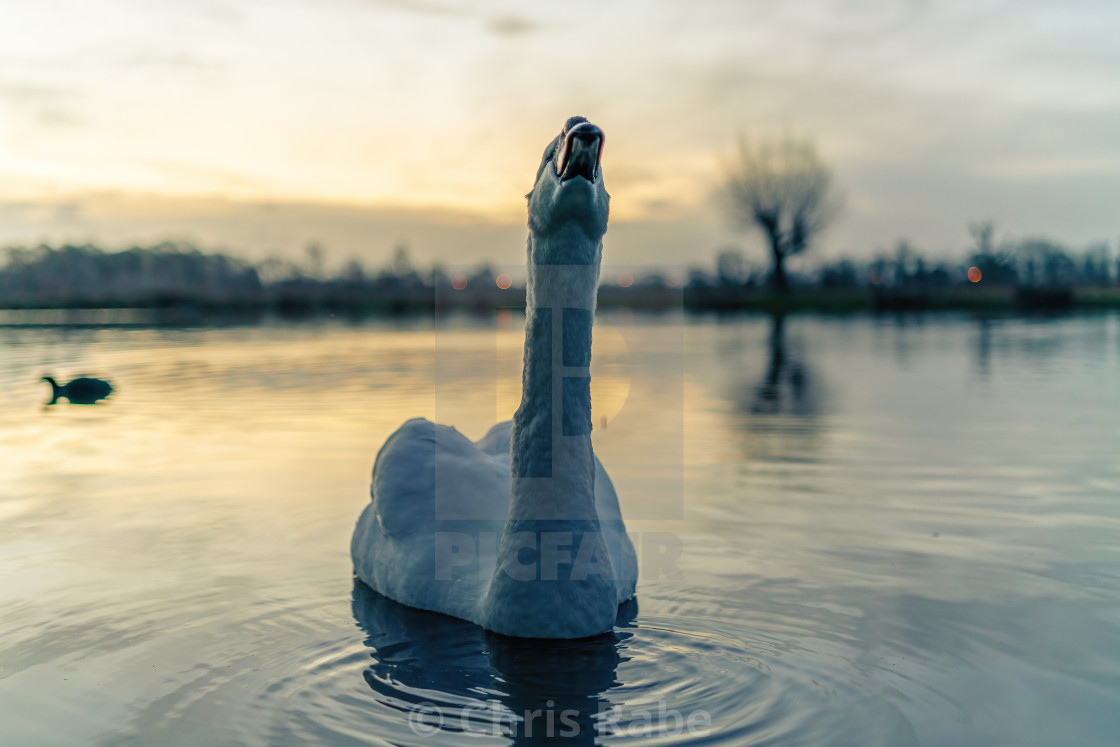 "Mute swan (Cygnus olor) on a lake at dawn, stretching, taken in the UK" stock image