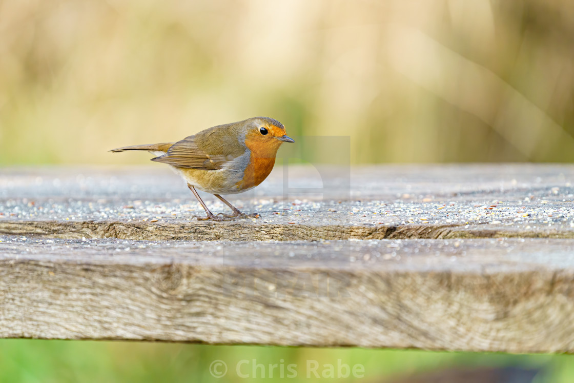 "European Robin (Erithacus rubecula) on a bench covered in seeds, taken in London" stock image