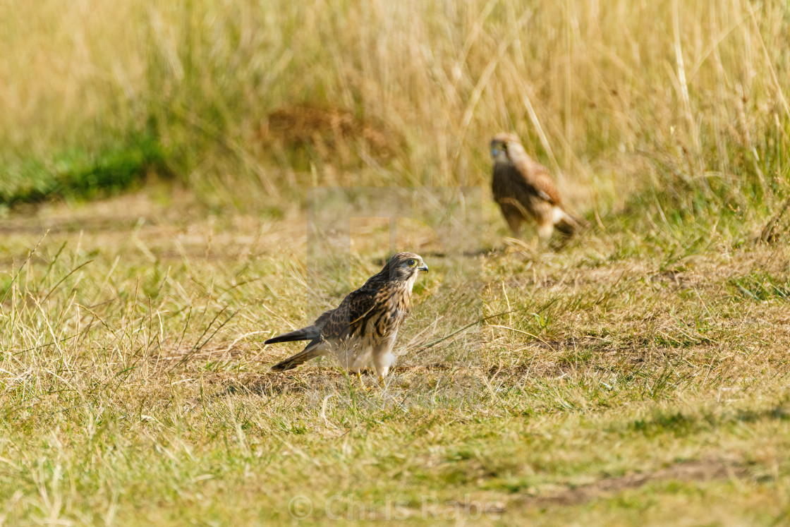 "Common Kestrel (Falco tinnunculus) juvenile hunting on the ground for..." stock image