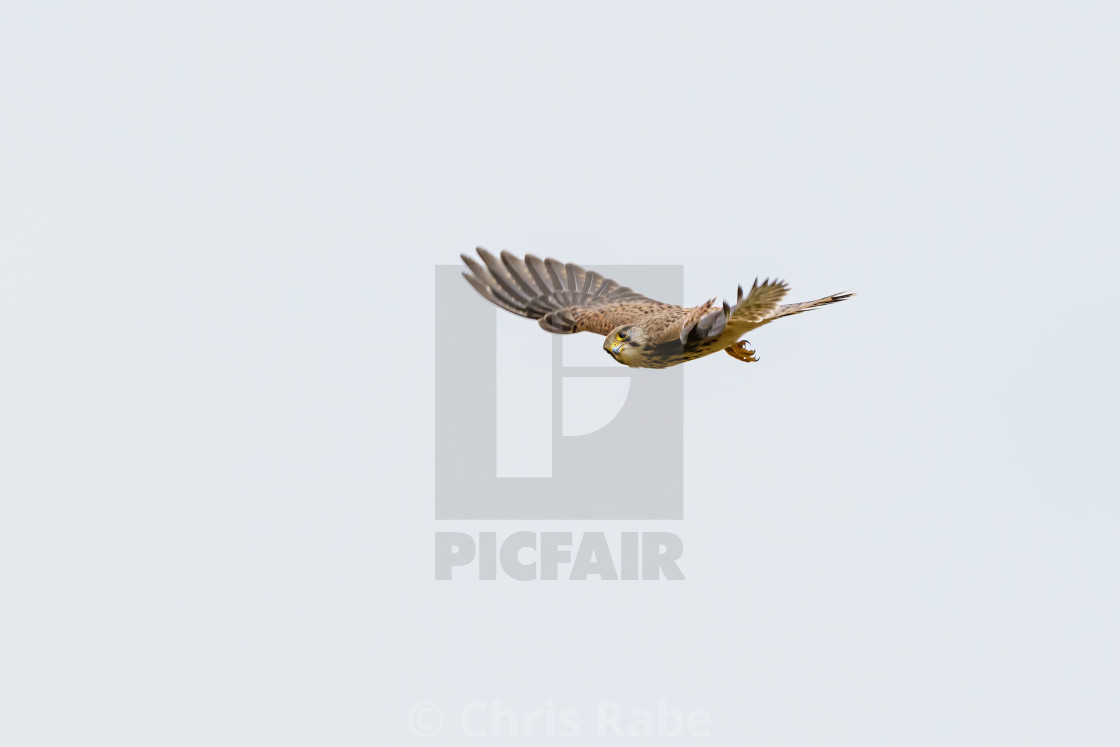 "Common Kestrel (Falco tinnunculus) in flight, looking to camera, in the UK" stock image