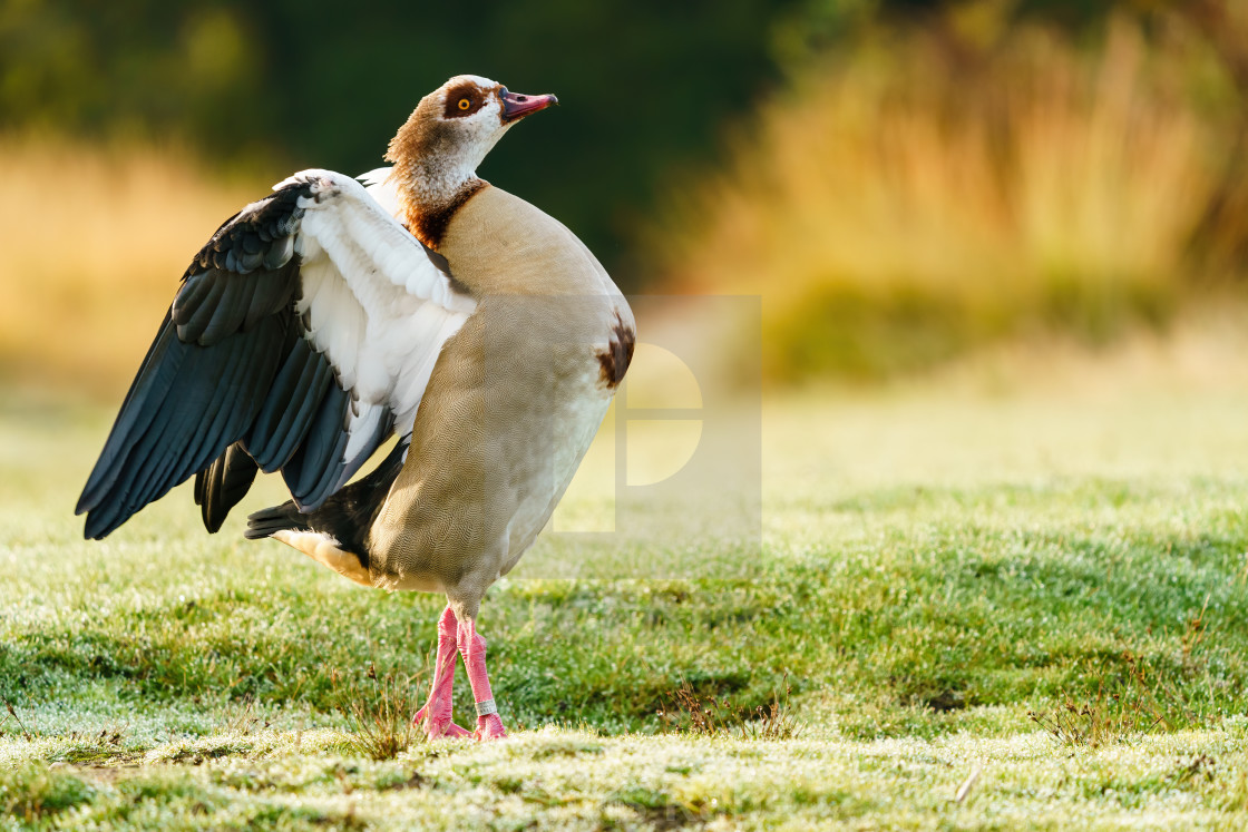 "Egyptian goose (Alopochen aegyptiacus) with it's wings pulled back, taken in..." stock image