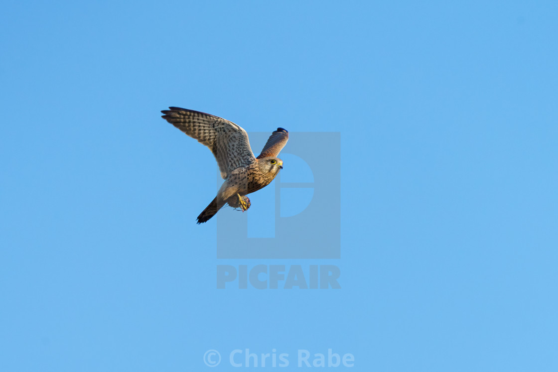 "Common Kestrel (Falco tinnunculus) in flight with a mouse in it's claws" stock image