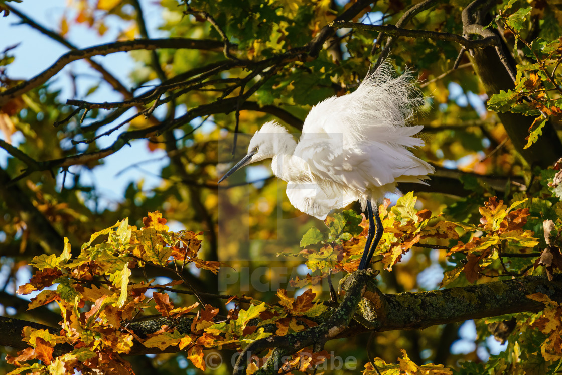 "Little Egret (Egretta garzetta) perched in a tree, ruffling it's feathers,..." stock image