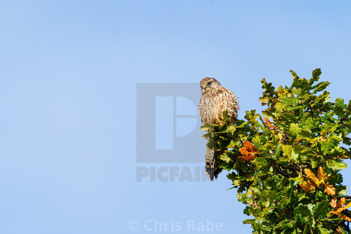 "Common Kestrel (Falco tinnunculus) perched on top of a tree, in London" stock image