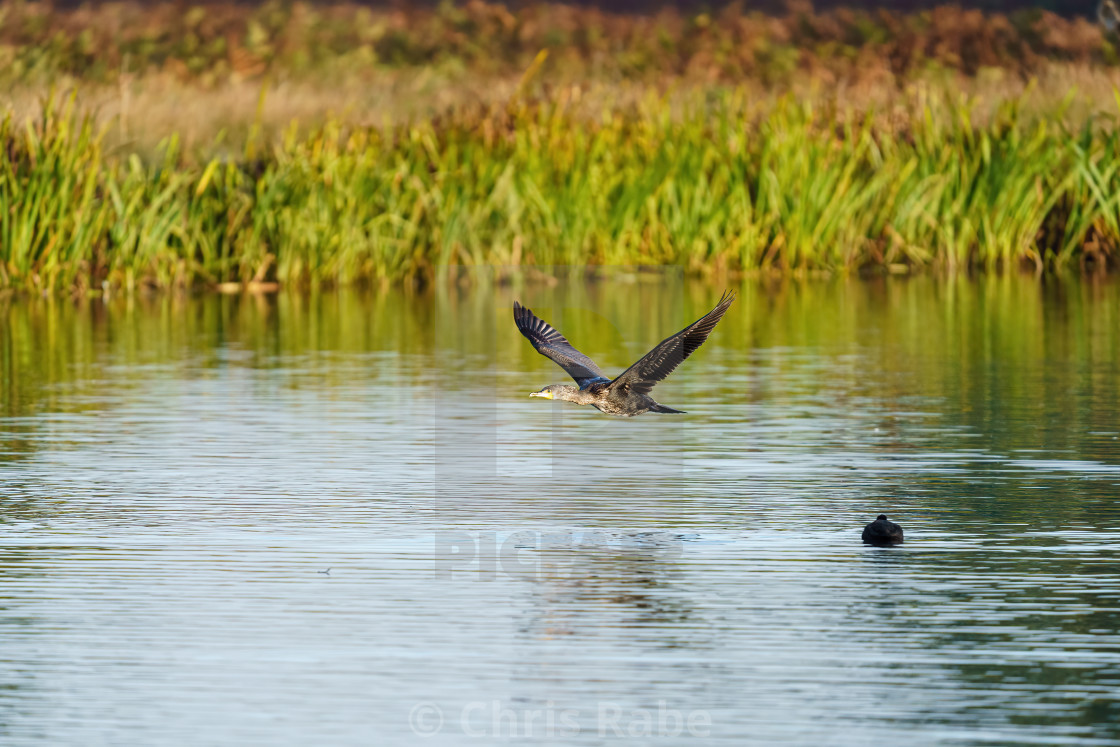 "Great Cormorant (Phalacrocorax carbo) flying low over water, taken in the UK" stock image