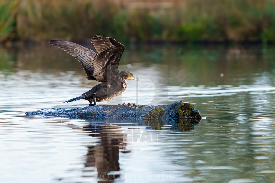 "Great Cormorant (Phalacrocorax carbo) taking off, taken in the UK" stock image