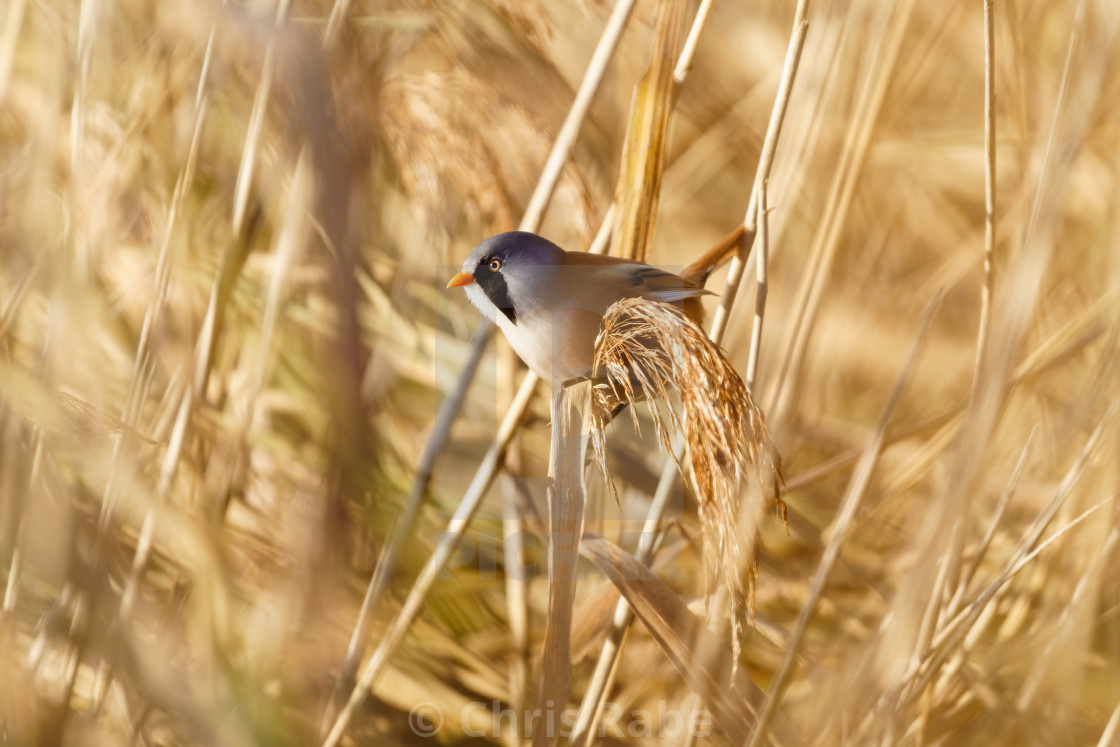 "bearded reedling (Panurus biarmicus) male perched on a reed, taken in England" stock image