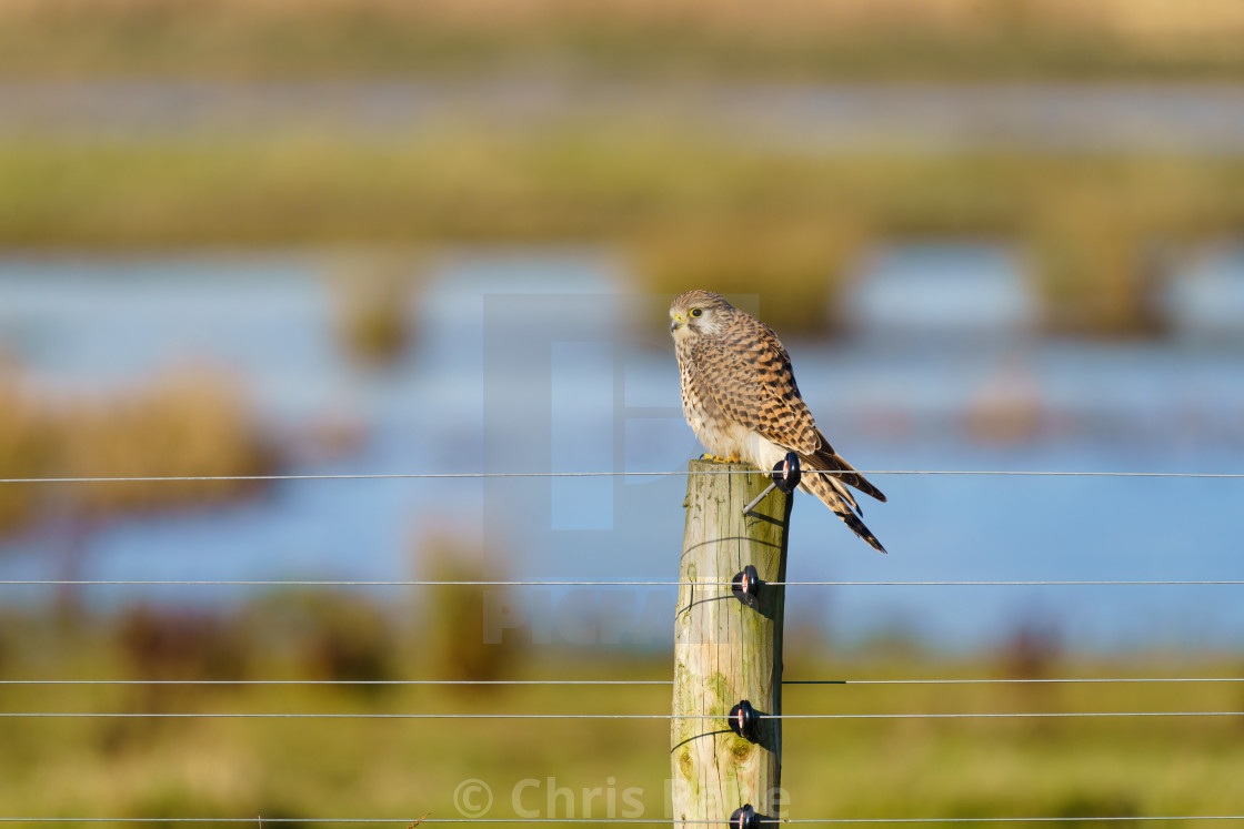 "Common Kestrel (Falco tinnunculus) in soft winter light, perched on a fence..." stock image