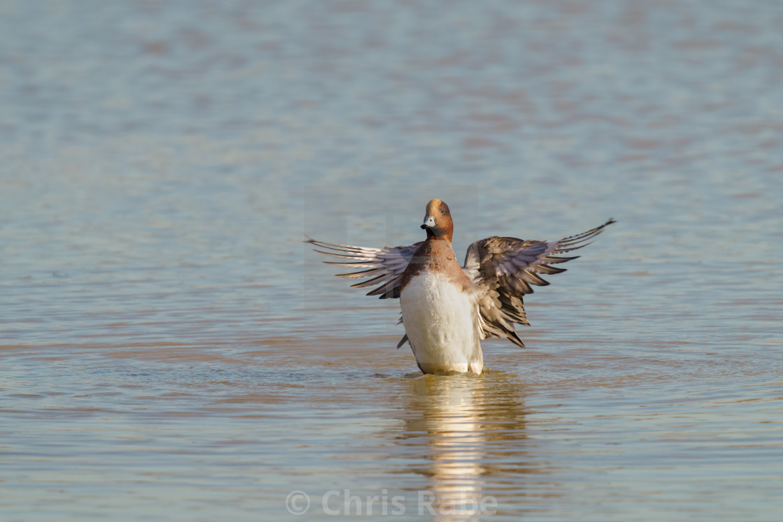 "Widgeon (Anas penelope) on a lake, flapping it's wings, taken in the UK" stock image