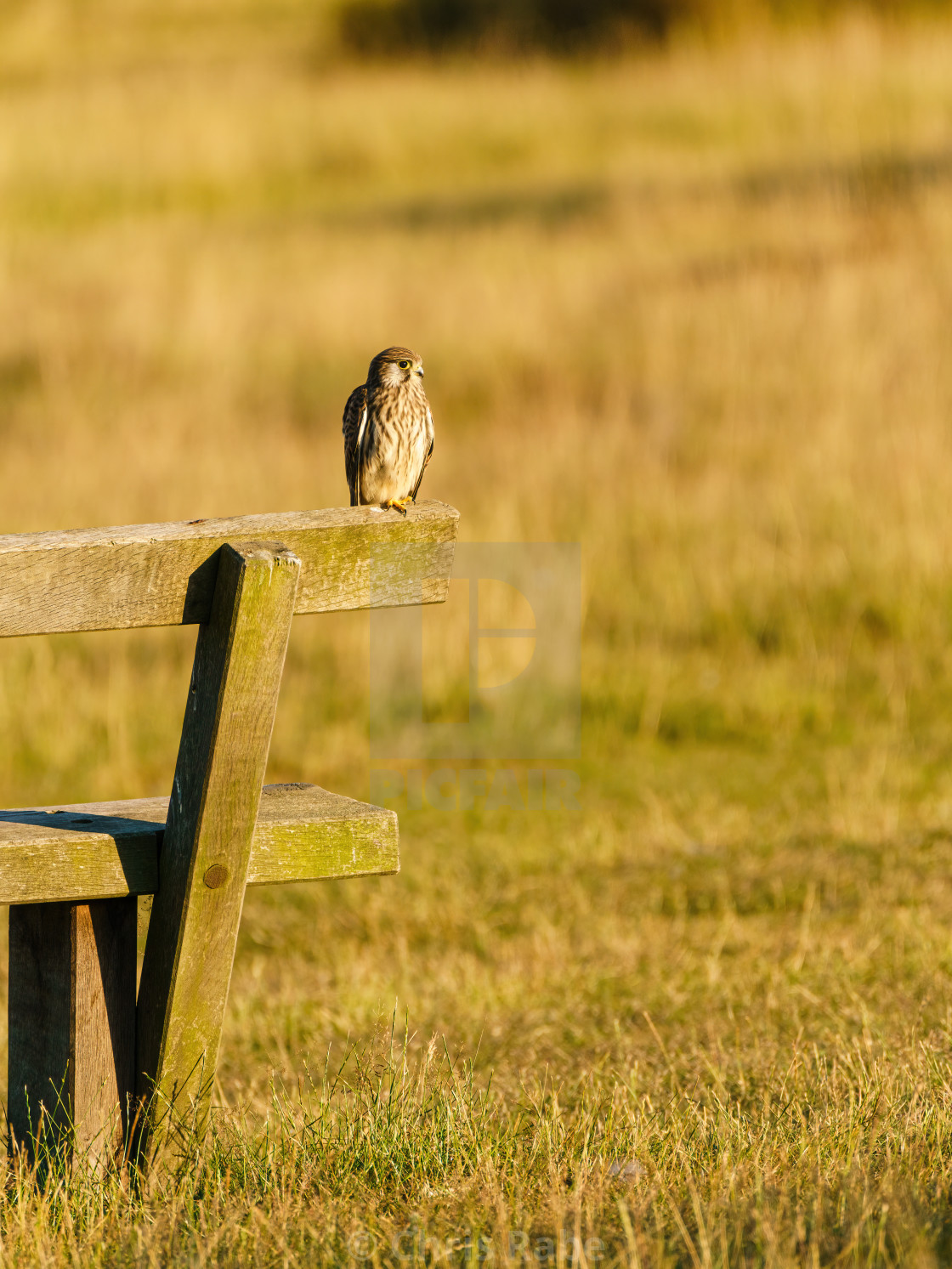 "Common Kestrel (Falco tinnunculus) sitting on the edge of a bench in London" stock image