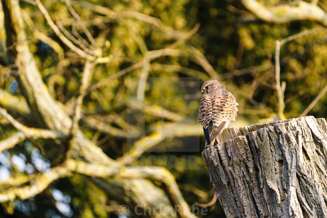 "Common Kestrel (Falco tinnunculus) perched on a tree stump" stock image