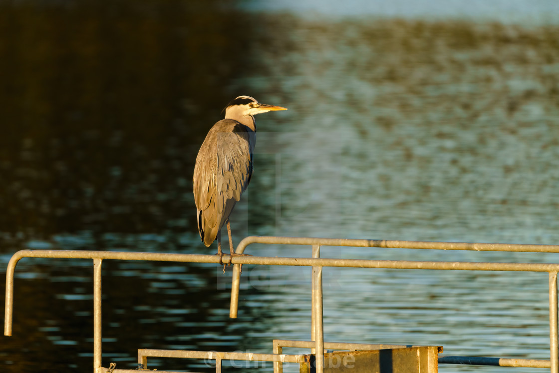 "Grey Heron (Ardea cinerea) sitting on a fail overlooking a pond, taken in UK" stock image