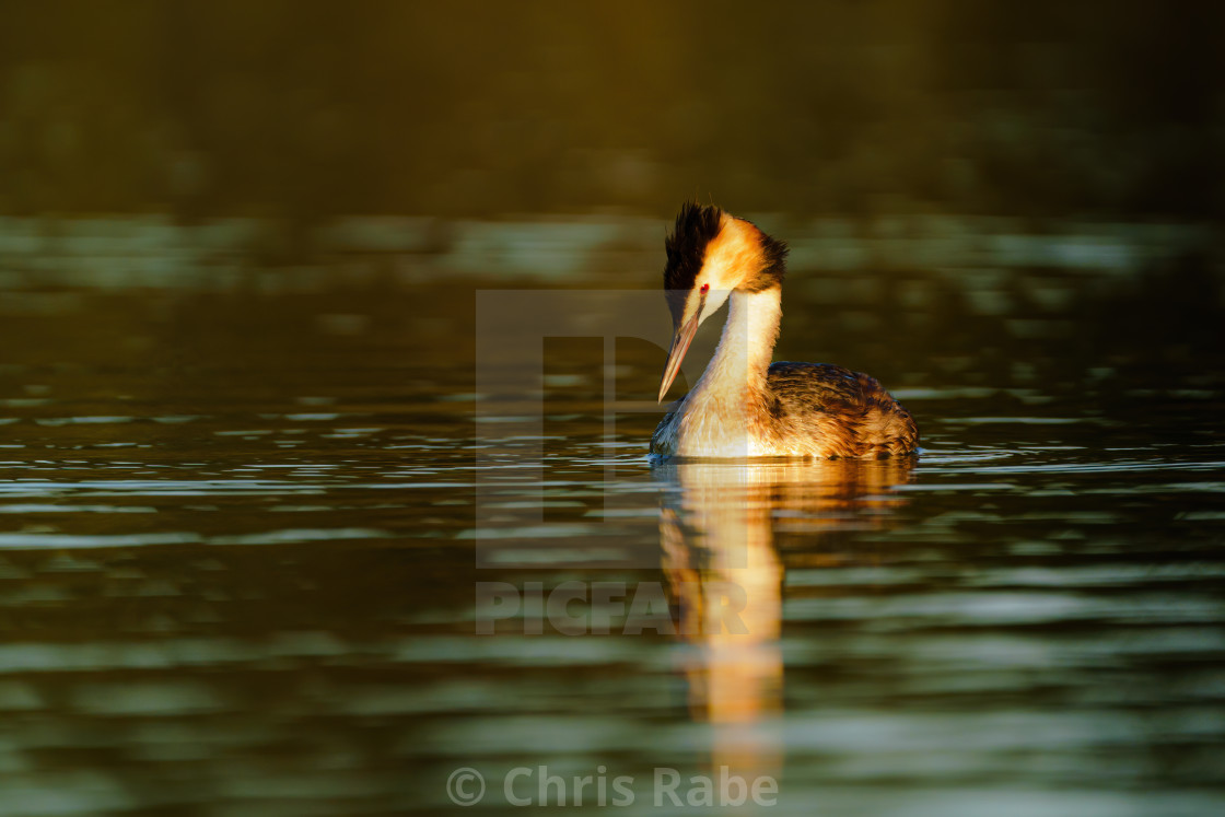 "Great Crested Grebe (Podiceps cristatus) looking down into water at dawn,..." stock image