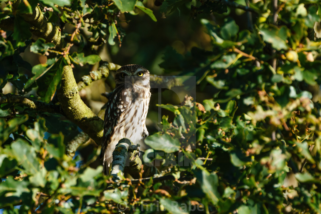 "Little Owl (Athene noctua) in a tree with one eye in sunlight, taken in the UK" stock image