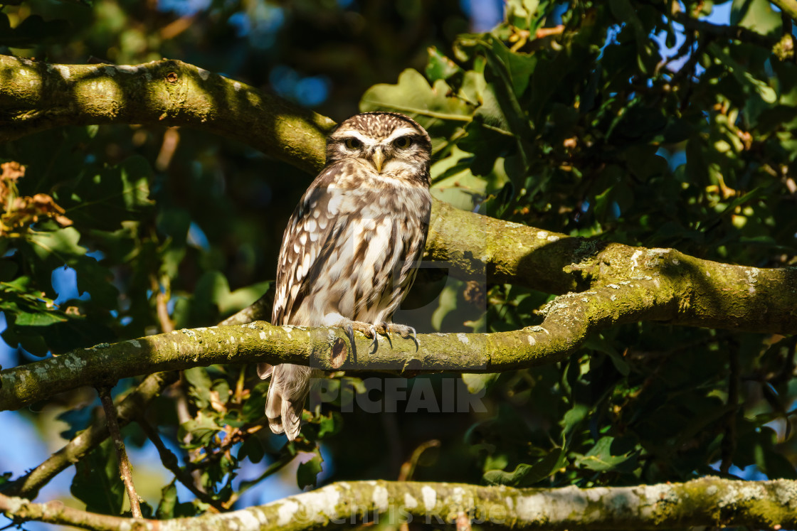 "Little Owl (Athene noctua) perched in a tree in bright daylight, taken in the UK" stock image