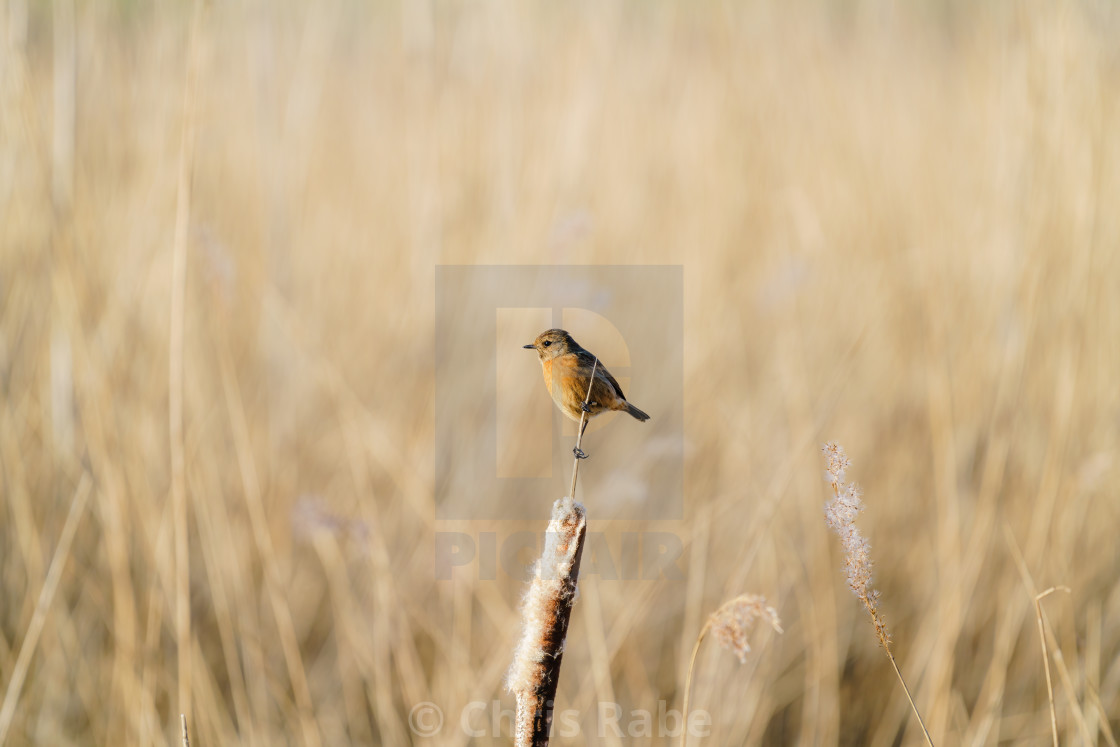 "Stonechat (Saxicola torquata) female perchedona reed, taken in the UK" stock image