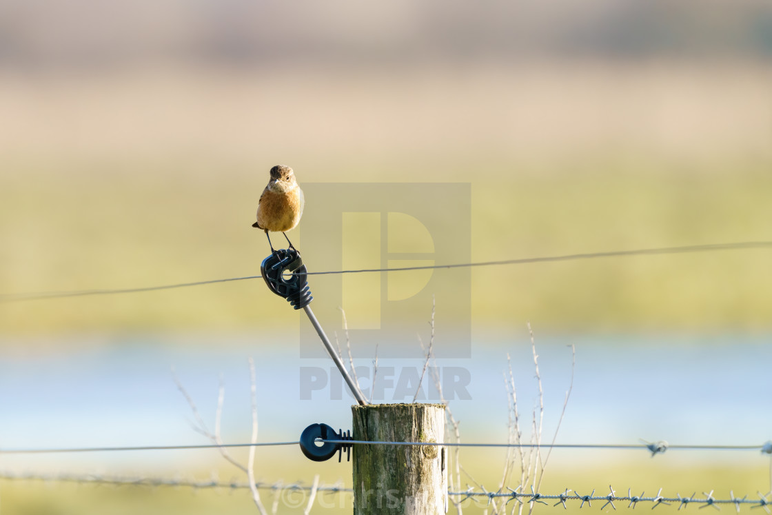 "Stonechat (Saxicola torquata) female sitting on a fence, taken in the UK" stock image